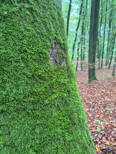 Thalmässing 4 : Premiumwanderweg Jurakante