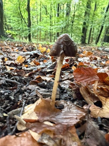 Rundweg durch die Gemeinden Kisdorf und Winsen