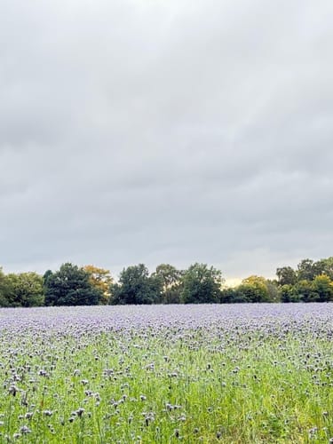 Rundweg durch die Gemeinden Kisdorf und Winsen