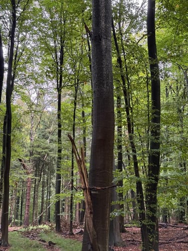 Rundweg durch die Gemeinden Kisdorf und Winsen
