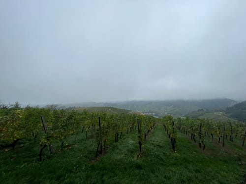 Durbacher Weitblick (Premiumwanderweg)