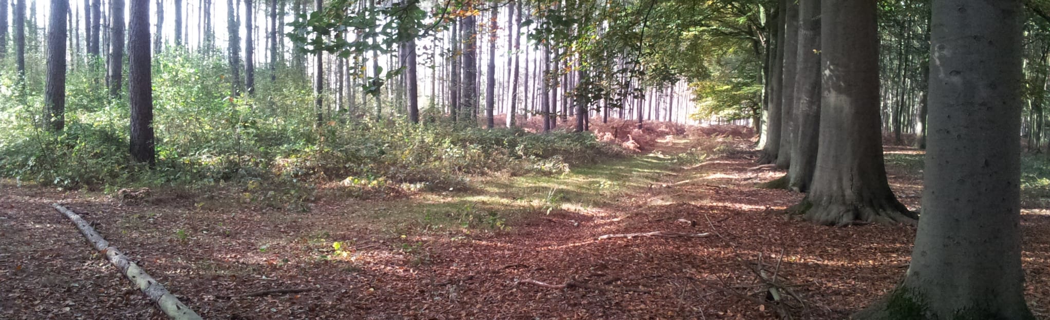 Heidebos Avontuurlijke Route: 40 foto's - Oost-Vlaanderen, België ...
