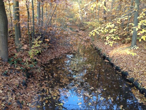 Entlang dem Ranschgraben im Schifferstadter Wald