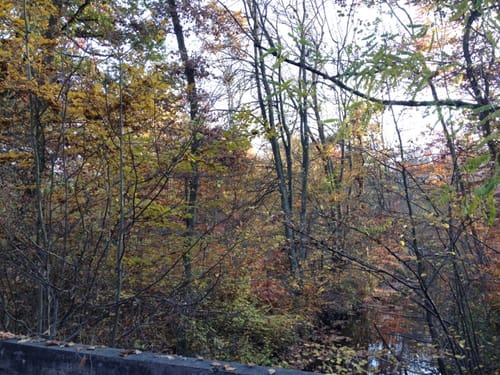 Entlang dem Ranschgraben im Schifferstadter Wald