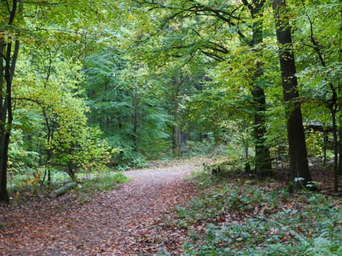 Neckarsteig Etappe 1: Heidelberg - Neckargemünd