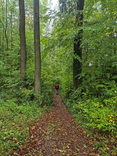 Eifelsteig Etappe 6: Steinfeld - Blankenheim