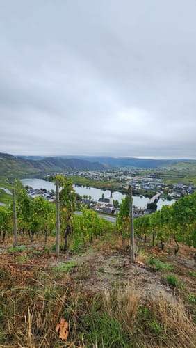Moselsteig Etappe 9: Neumagen-Dhron - Monzel