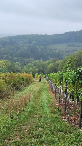 Moselsteig Etappe 9: Neumagen-Dhron - Monzel