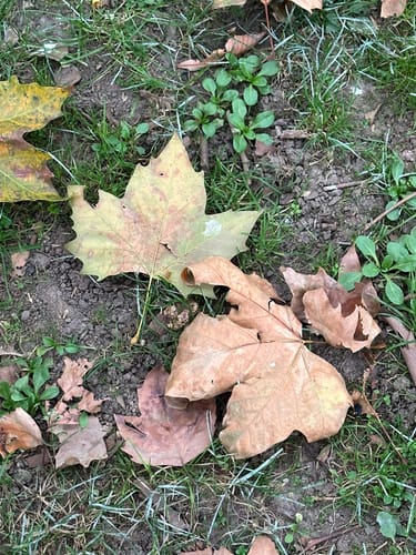 Osaugie Trail