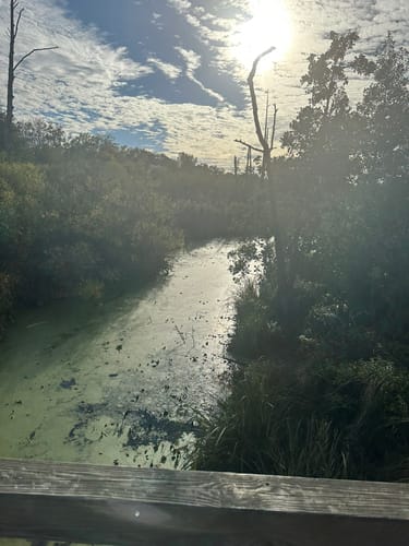 Waldsee, Lübars und Köppchensee