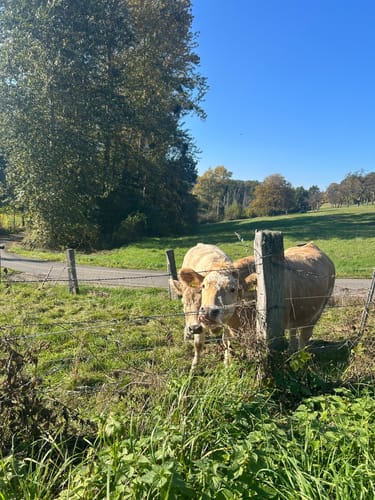 Rundwanderweg A1 - Schierenberg und Humberg