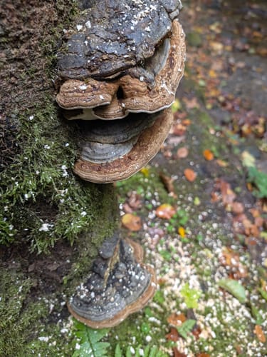 Murrhardt und Hörschbachwasserfälle Rundweg