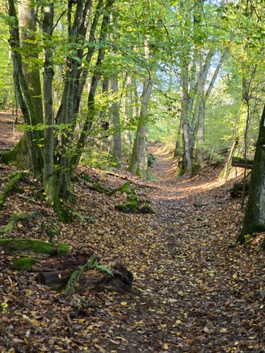 Waldlehrpfad Lohr