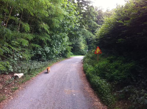 Rundwanderweg 4:Lindenberg - Weg