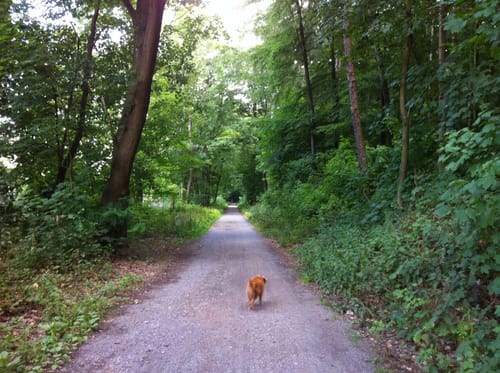 Rundwanderweg 4:Lindenberg - Weg