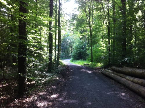 In den Bürgerwald
