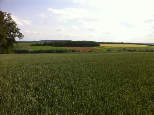 In den Bürgerwald