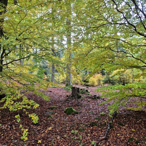 Zum Arnsberg und Kreuzberg
