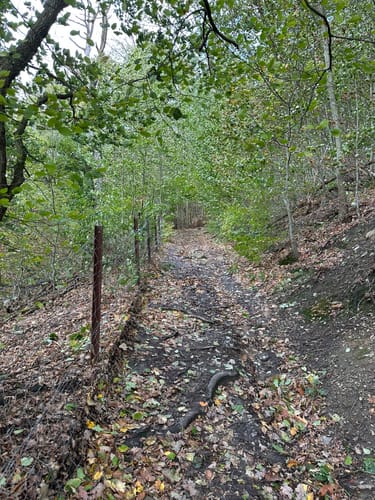 Schellenberger Wald Rundweg