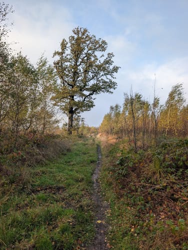 Rundwanderweg A1 Grevenhagen