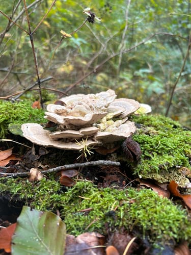Aussichtsturm Brookbäke im Hasbruch