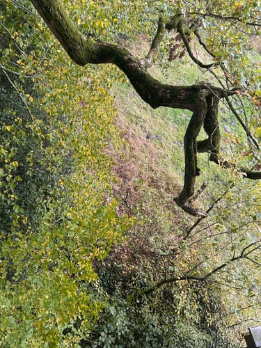 Aussichtsturm Brookbäke im Hasbruch