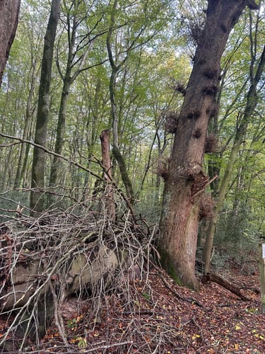 Aussichtsturm Brookbäke im Hasbruch