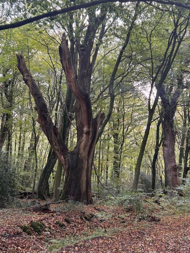 Aussichtsturm Brookbäke im Hasbruch
