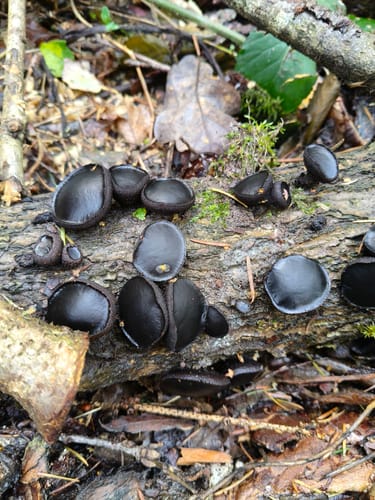 Waldpfad im Prümer Tettenbusch