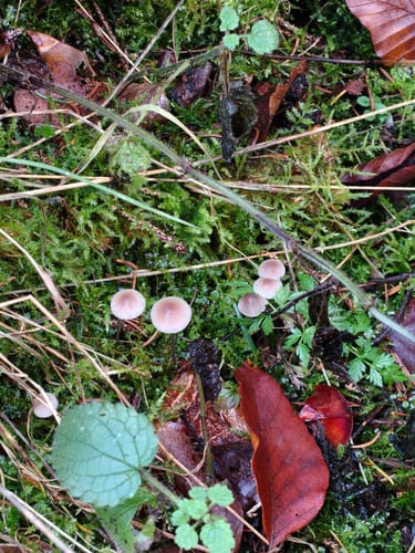 Waldpfad im Prümer Tettenbusch