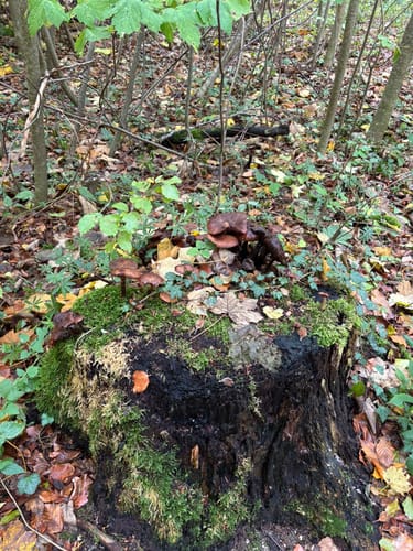 Von der Nebelhöhle zum Schloss Lichtenberg