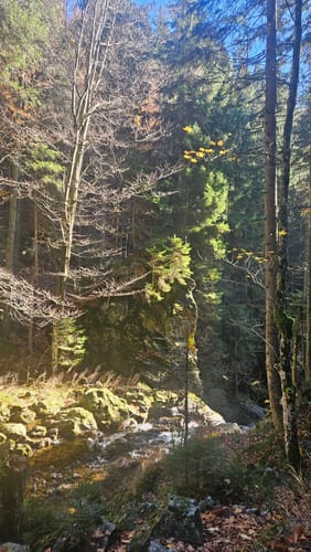 Arberschutzhaus nach Bodenmais