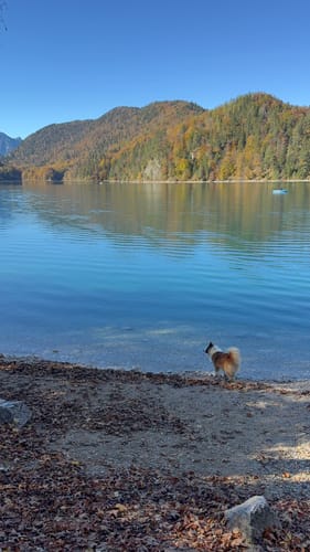 Alpsee Rundweg