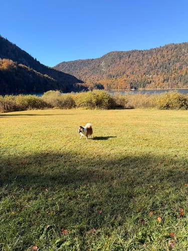 Alpsee Rundweg
