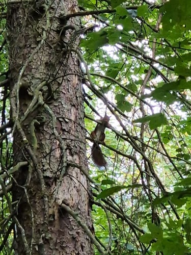 Urwald Tour (Premiumwanderweg)