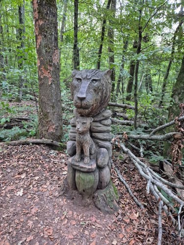 Urwald Tour (Premiumwanderweg)