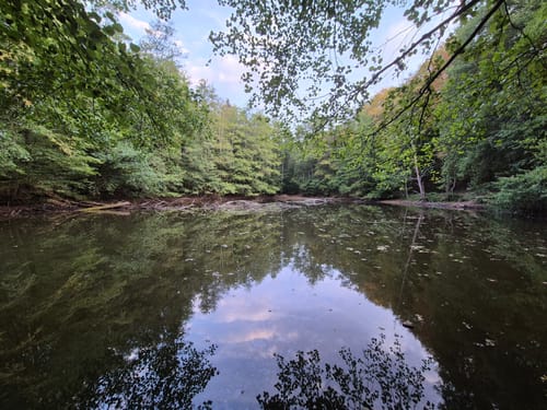 Urwald Tour (Premiumwanderweg)
