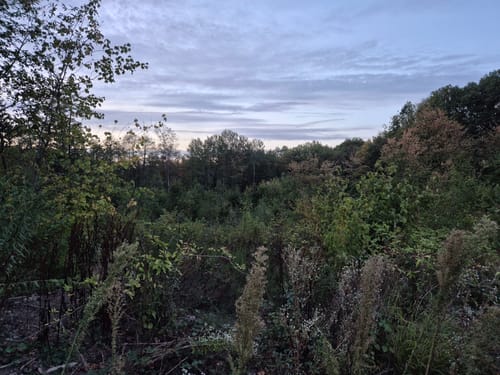 Urwald Tour (Premiumwanderweg)