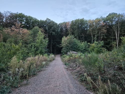 Urwald Tour (Premiumwanderweg)