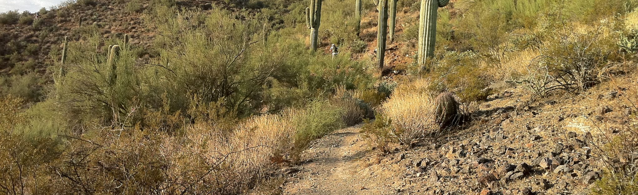 Cottonwood Gulch via Black Canyon Trail 115 Reviews, Map Arizona