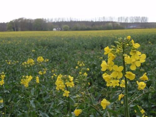 Maas-Niederrheinpad Etappe 9: Kevelaer - Geldern