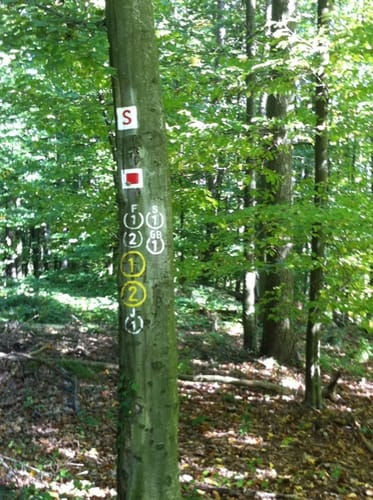 Rundwanderweg Fischbachtal 1 : Panoramaweg