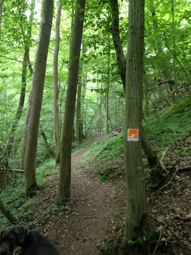 Koberner Burgpfad (Traumpfad)