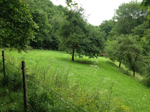 Koberner Burgpfad (Traumpfad)