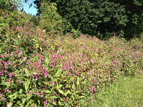 Loipe und Rundweg Dietramszell