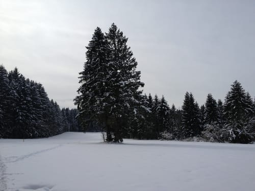 Loipen-Rundkurs: Dietramszell-Schalkofen