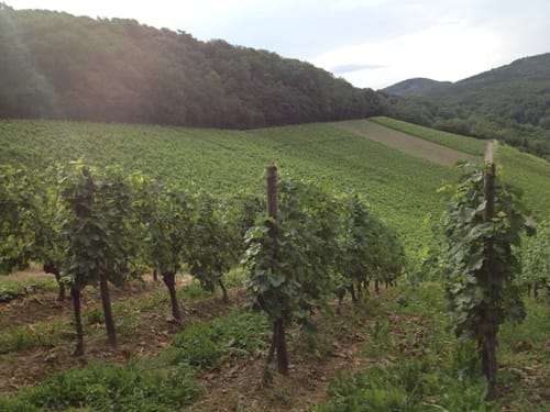 Zum Kloster Heisterbach ab Oberdollendorf