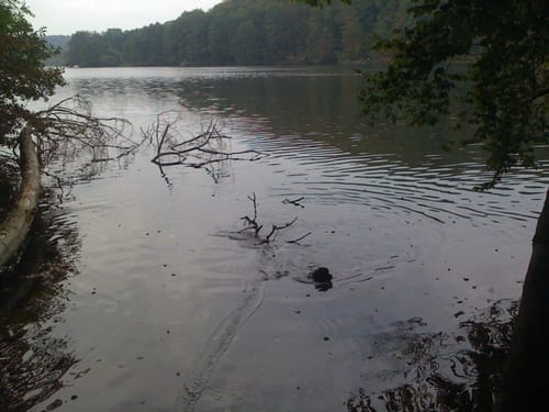 Fontaneweg: Rund um den Tornowsee