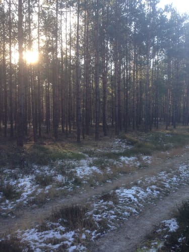 Runde in die Nemitzer Heide