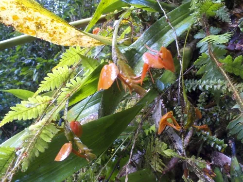 Best 10 Hikes and Trails in Mount Halimun Salak National Park | AllTrails